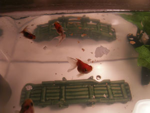 Top view of Goldfish 3