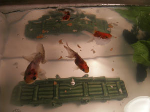 Top view of Goldfish 2