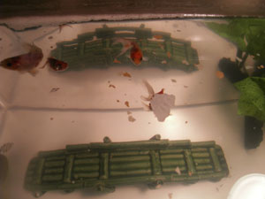 Top view of Goldfish 4