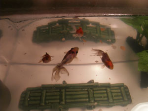 Top view of Goldfish 5