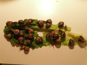 Snails eating Lettuce