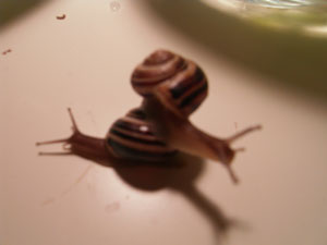 Snail Piggyback