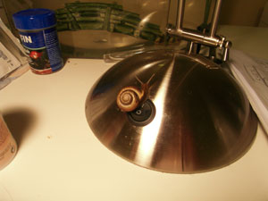 Snail on lamp