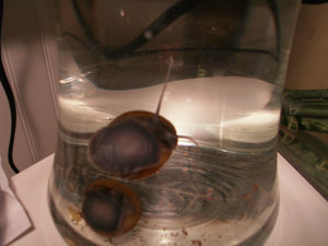 Mystery Snail moving #2