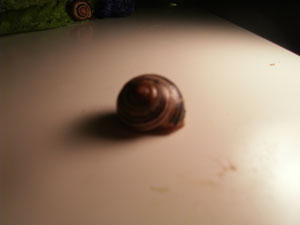 snail sleeping